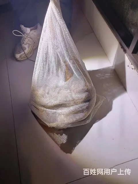 猫咪丢了还能找回来吗专业找猫团队是如何找猫 - 图片 7