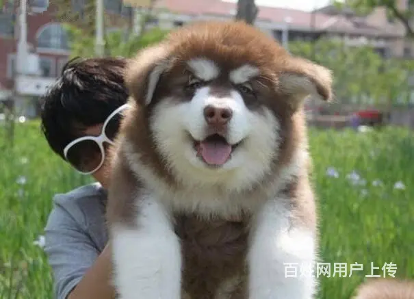 纯种阿拉斯加幼犬，品相好购买有保障 - 图片 7