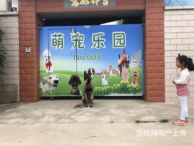 连锁学校训犬有保障，创造训犬训狗客户满意度 - 图片 6