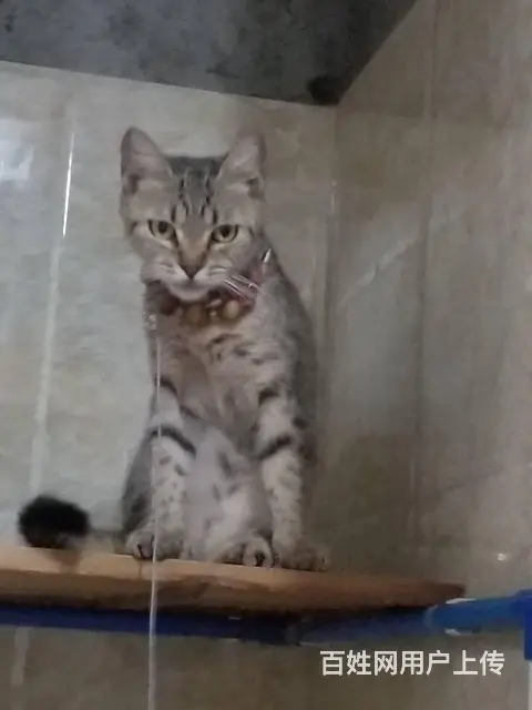猫猫出售 - 图片 3