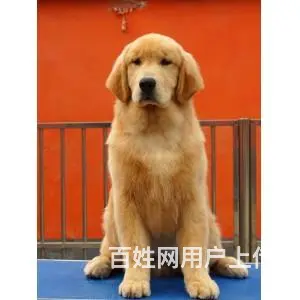 出售赛级大头金毛犬 纯正血统金毛幼犬 - 图片 6