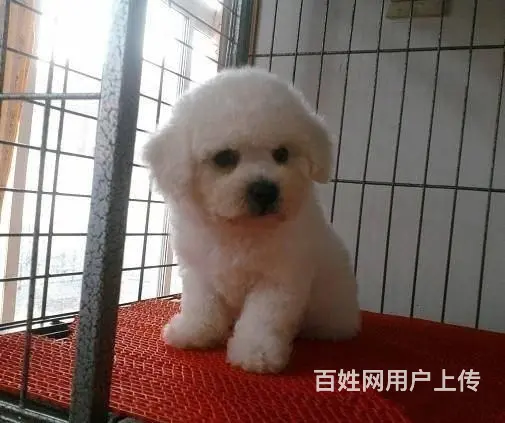 纯种比熊 白色比熊 法系比熊 出售超级可爱的小 - 图片 5