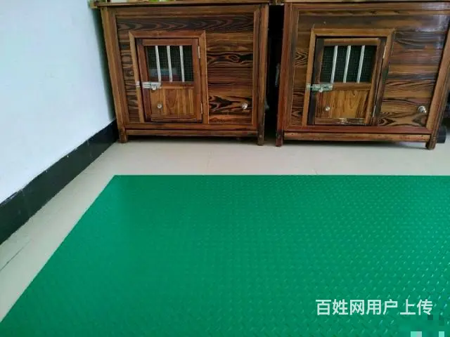 湖州训犬训狗学校，改正狗狗坏习惯，科目训练 - 图片 4