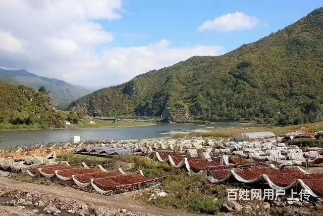 正宗夹皮沟关东老旱 - 图片 3
