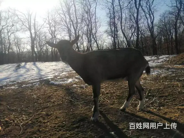 配种山羊出售 - 图片 12