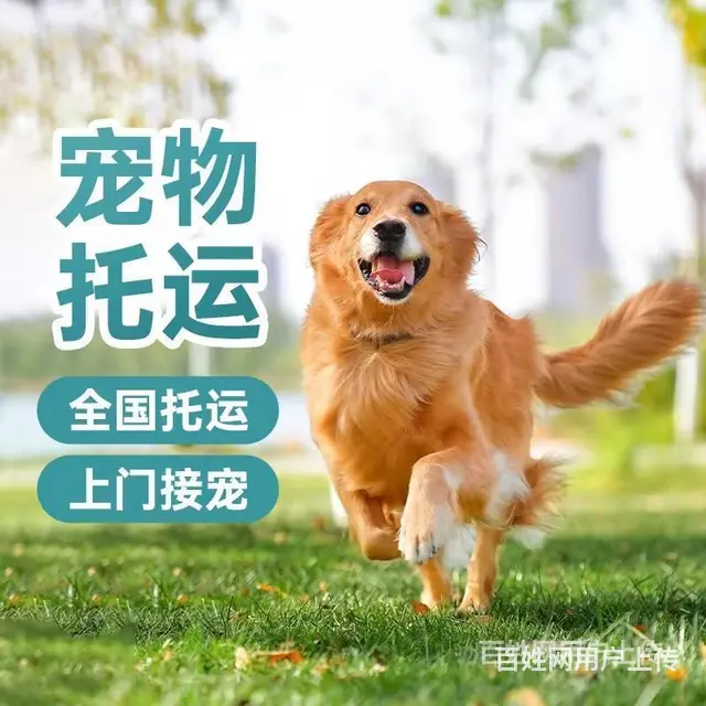 徐州沛县托运宠物 （猫狗活体运输）快递至全国各地 - 图片 2