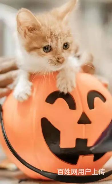 【搞定了！】免费领养黏人小橘猫三个月驱虫洗澡送一针妙三多 - 图片 1