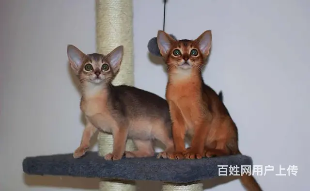 哪里有红阿比猫卖的 双血统阿比西尼亚猫多少钱 - 图片 1