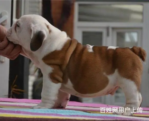恩施【十年老店】常年繁殖优质血统英牛幼犬 - 图片 11