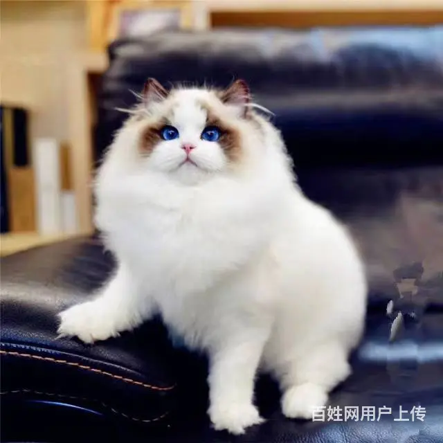 哪里有布偶猫卖的 布偶猫多少钱 布偶猫成年多重 - 图片 2