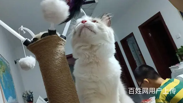 开脸很正的海双公布偶 - 图片