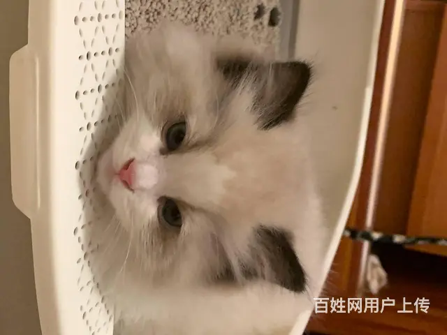 【搞定了！】家里大猫生了一窝小布偶，养不了了，找新主人 - 图片 2