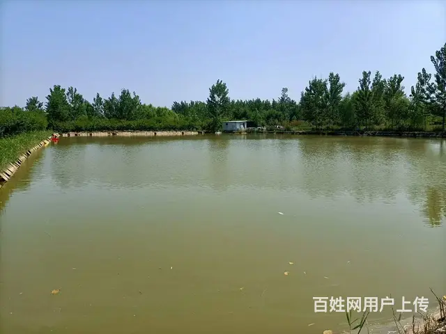 （圆点快讯）沛县鱼塘养殖地转让 - 图片 1