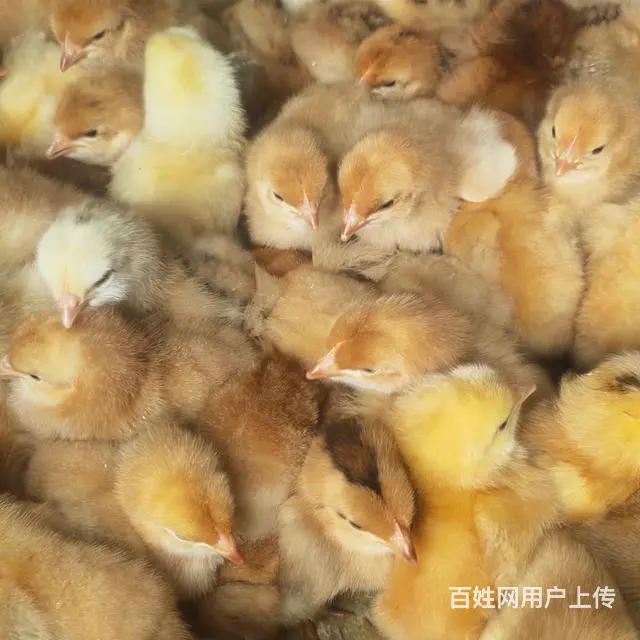 陕西鸡苗孵化场 - 图片