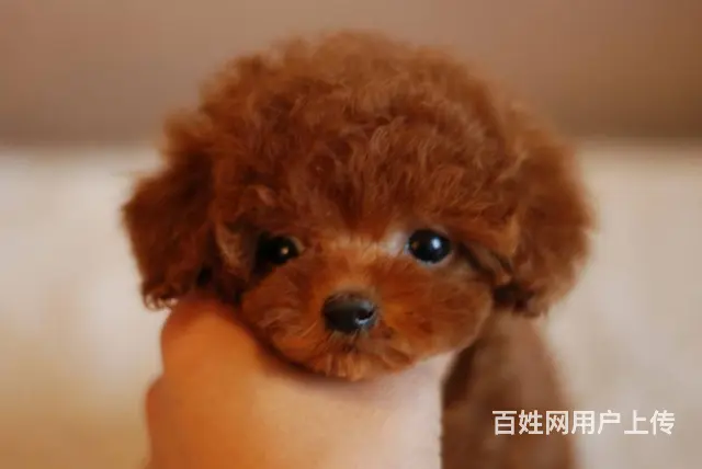 灰色泰迪熊犬 韩国引进茶杯体 质保2年送到家 - 图片 8