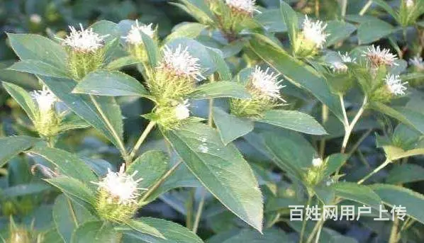 湖北百草堂苍术种植技术成熟长势好，不断发展良好趋势 - 图片 1