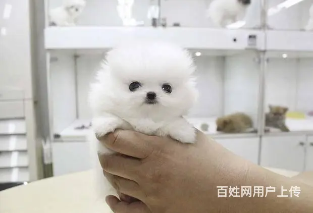 球体博美犬 哈多利系博美犬 纯种博美犬出售 - 图片 1