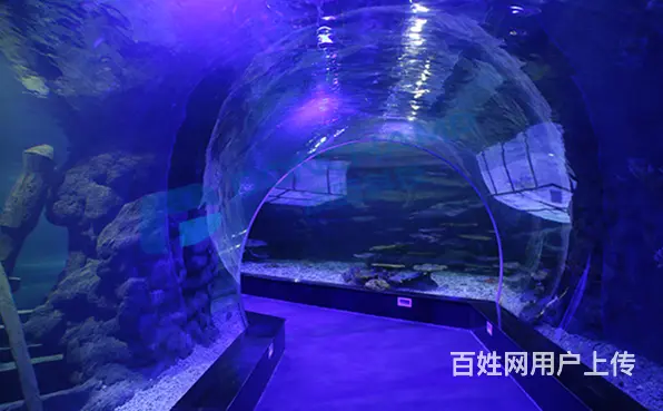 如何打造高品质的亚克力海洋馆 - 图片