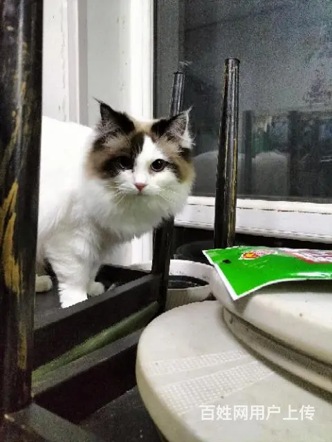 布偶忍痛割爱，犹豫孩子猫毛过敏 - 图片 4