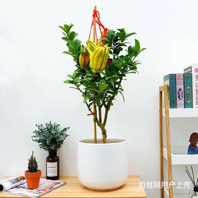 武汉花卉租摆室内绿植庭院绿化，武汉绿化浇水绿化苗木 - 图片