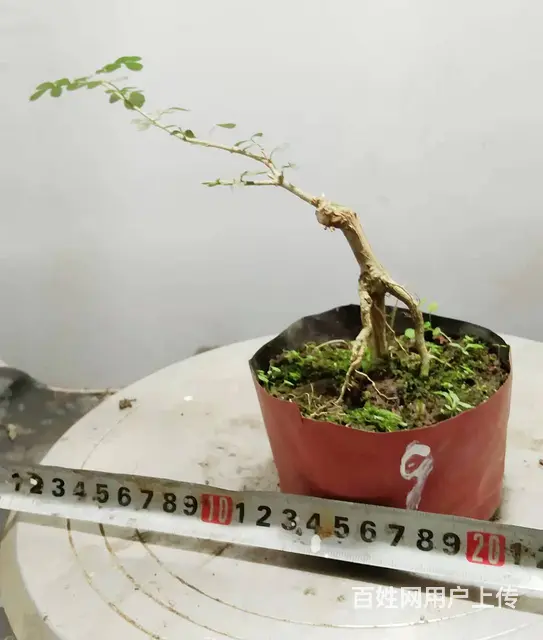 杨世毅先生武汉盆景假山专业设计制作德聚缘花木商务师 - 图片 8