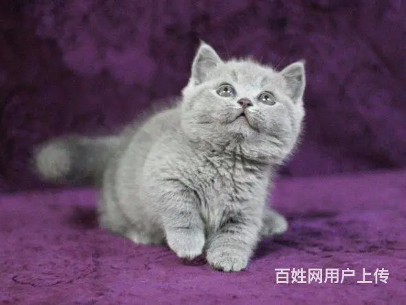 常州自家繁殖英短蓝猫 找新家 健康胖虎 包子脸 - 图片 3