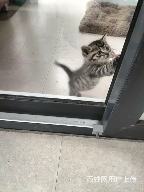 狸花猫一只 - 图片 3