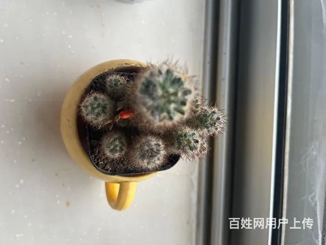 出售仙人球 - 图片 1