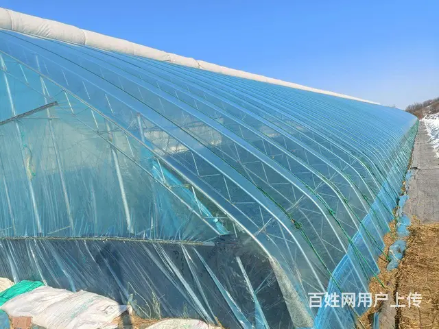 出售新盖草莓大棚 - 图片 6