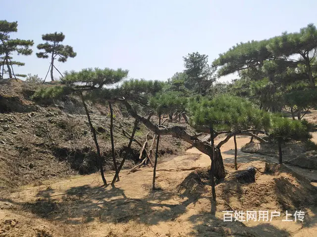造型油松  造型松  景观松 - 图片 7