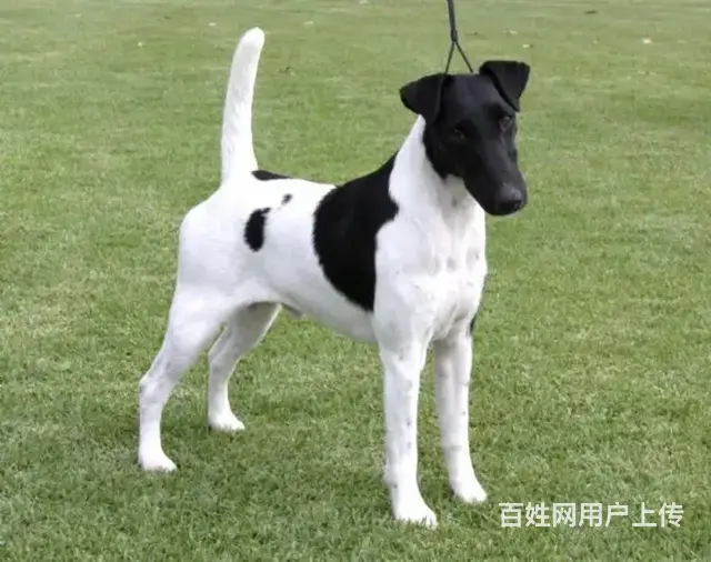山东美景犬舍赛级平毛猎狐梗繁育、借配、国外代购 - 图片 2