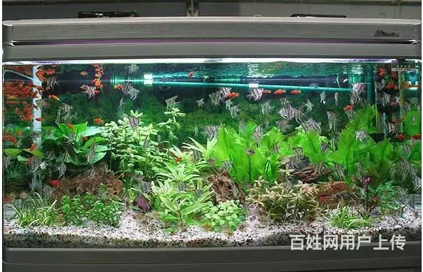 专业鱼缸维修 清洗 消毒 造景 治疗各种鱼病 - 图片 5