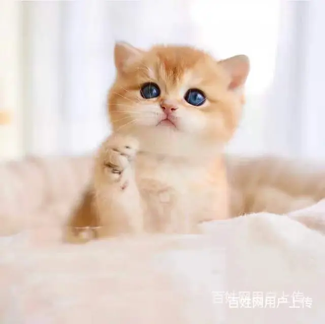 【货到付款猫舍】琼海哪里有英短猫 英短猫图 - 图片 2