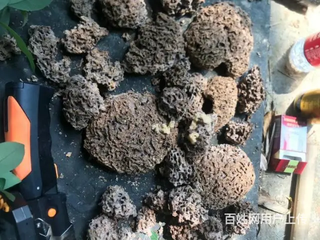 邵阳灭鼠，灭白蚁，灭蟑螂，灭老鼠杀虫 - 图片 4