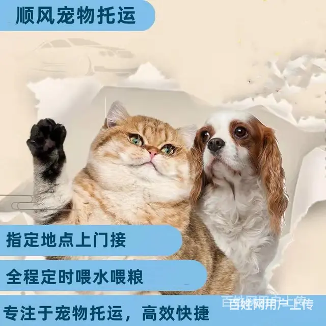 2022/安宁市到全国）宠物托运（猫狗）邮寄快递（宠物活体运 - 图片 3