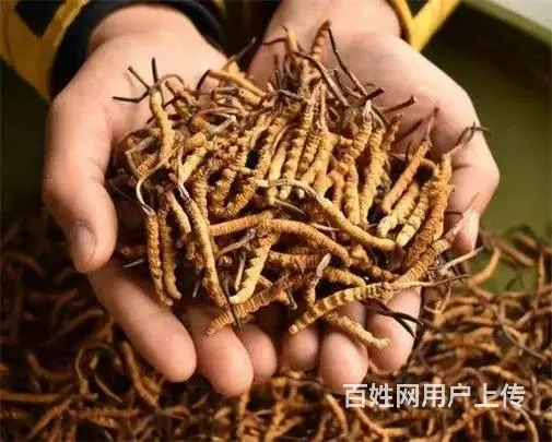 花都回收冬虫夏草店铺-花都发霉虫草专业回收 - 图片 2