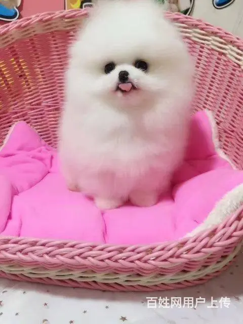 纯种哈多利博美犬出售 纯种博美幼犬 博美价格 - 图片 2