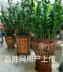 合肥开业花篮/合肥鲜花绿植/合肥开业发财树/金钱树 - 图片 2