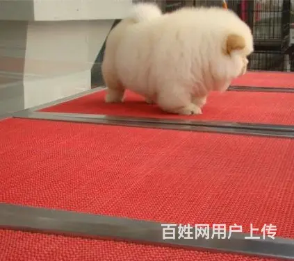 吕梁有什么地方可以买到松狮，松狮的价位 - 图片 4