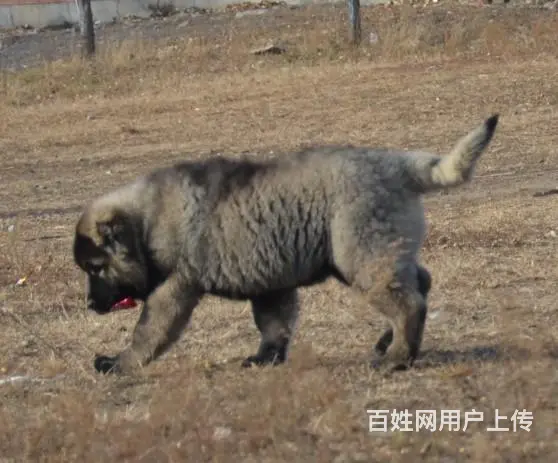 白山冠军直子双血统高加索犬健康保障60天可签协议 - 图片 2