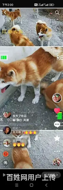 出售可爱忠犬秋田 - 图片 2