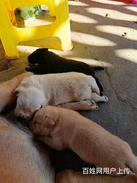 拉布拉多幼犬3只价格好说 - 图片 1