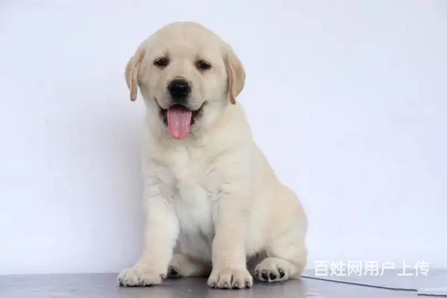 出售 拉布拉多.纯种拉布拉多.极品拉布拉多 - 图片 4