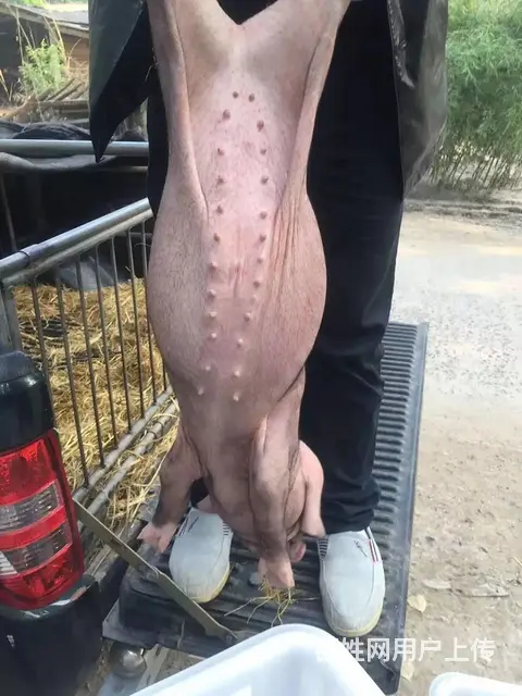 原种太湖母猪长白母猪大白母猪二元母猪杜洛克公猪 - 图片 3