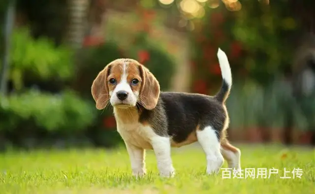 纯种健康比格犬   赛级血统    购买签订活体协 - 图片 4