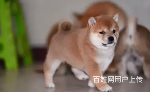 承德柴犬怎么卖 家养柴犬 疫苗齐全 - 图片 9