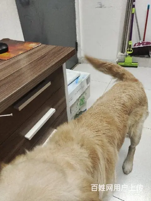 【搞定了！】免费赠送狗狗，唯一的要求送你之后不允许虐待他， - 图片 3