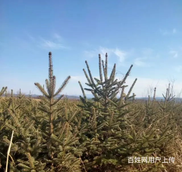 青天云杉1m~2m   想要的请尽快联系~ - 图片 9