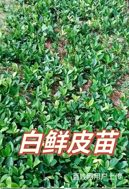 刺嫩芽苗升麻苗白鲜皮苗 - 图片 4