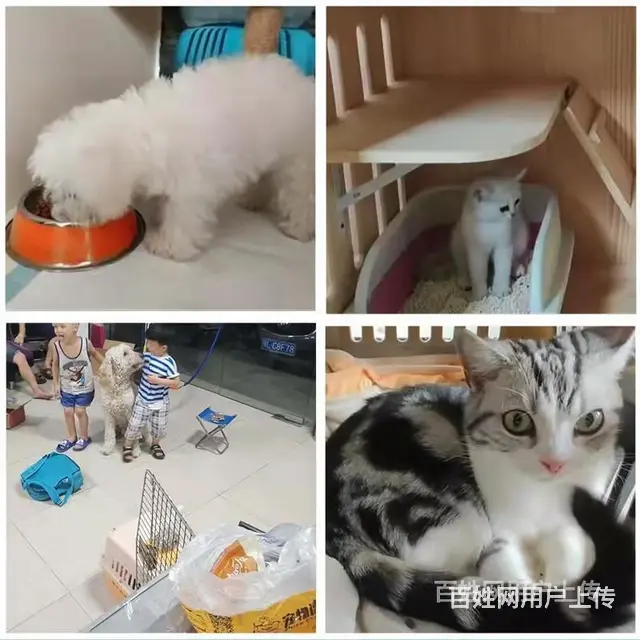 洛阳洛宁宠物托运（猫狗）活体邮寄快递（2022宠物运输 ）今 - 图片 2
